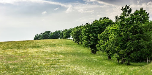 Open green field with tall trees beneath a clear blue sky.