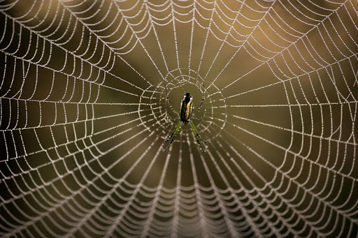 Spider resting in the center of a brown, tangled web.