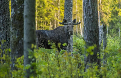 Moose standing in a grassy area of a U.S. national park