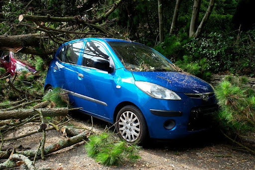 Fallen tree on top of a parked car