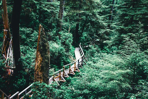 Coastal view of Pacific Rim National Park with lush forest and waves crashing on the rocky shoreline.