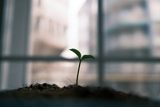 Young green plant growing from soil, symbolizing business growth.