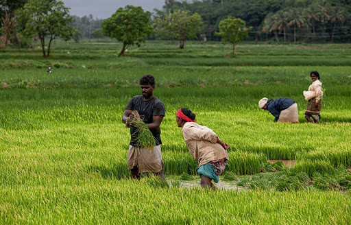Rice field workers tending crops in a vibrant green landscape.