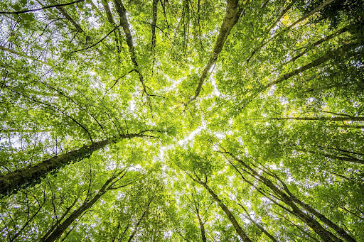 Lush green trees viewed at eye level in a dense forest