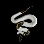 White and brown python snake on a black background.