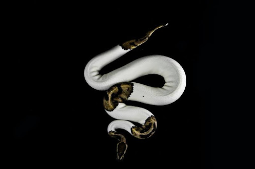 White and brown python snake on a black background.